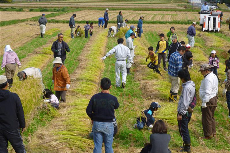「宇佐うまい酒をつくる会」で行った稲刈り式（2012年11月）