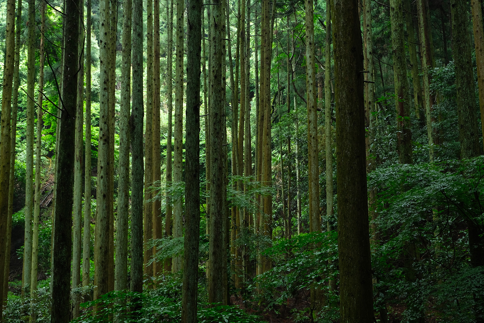 胎蔵寺（たいぞうじ）熊野摩崖仏石段沿いの森林