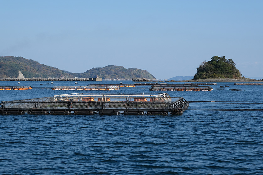 臼杵湾のブリとヒラマサのいけす。いけすの中では魚が回遊している（大分みらい水産）