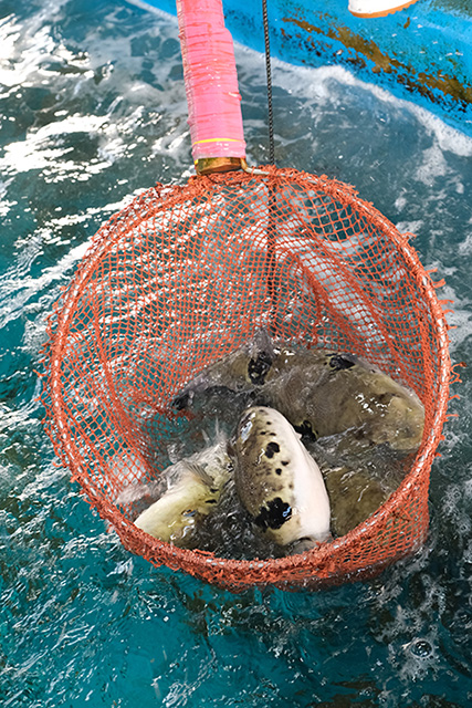 養殖トラフグの活魚水槽（臼杵市・木梨ふぐ九州店）