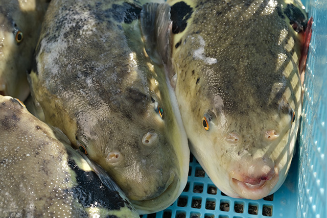 養殖トラフグの活魚水槽（臼杵市・木梨ふぐ九州店）