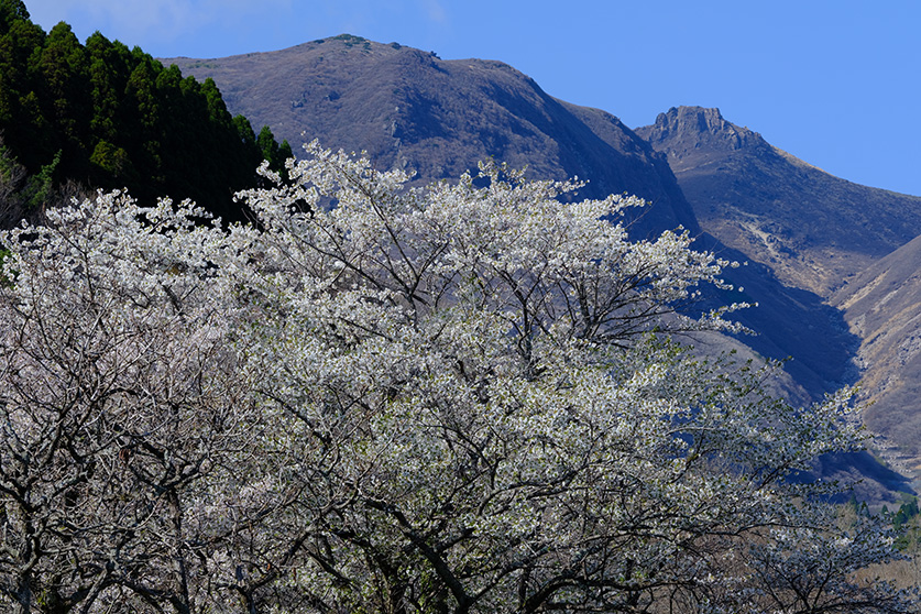 久住高原の桜の花びら