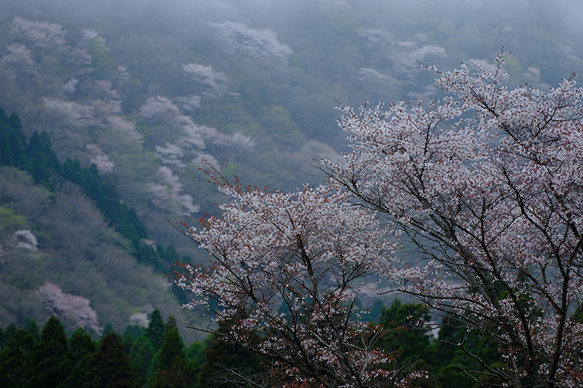 久住高原の桜