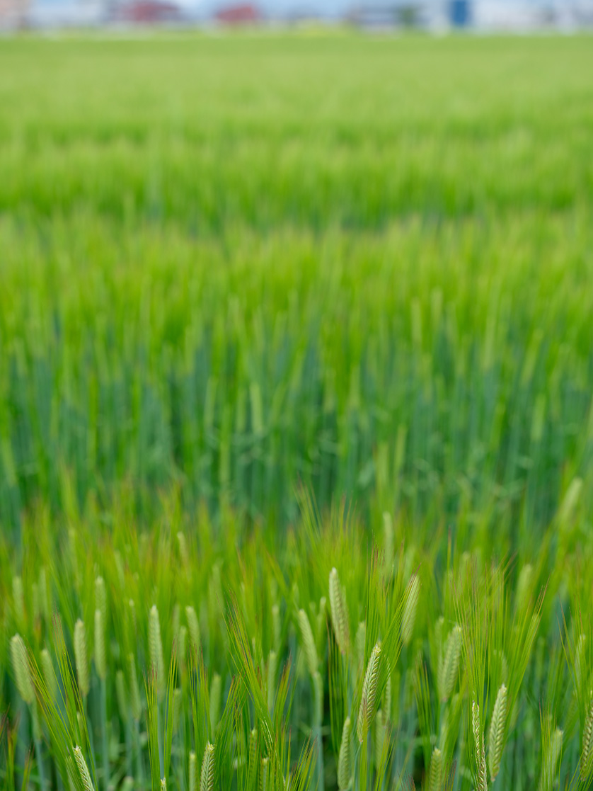 宇佐市内の大麦「ニシノホシ」の畑（撮影協力：KMファーム 元吉堅）