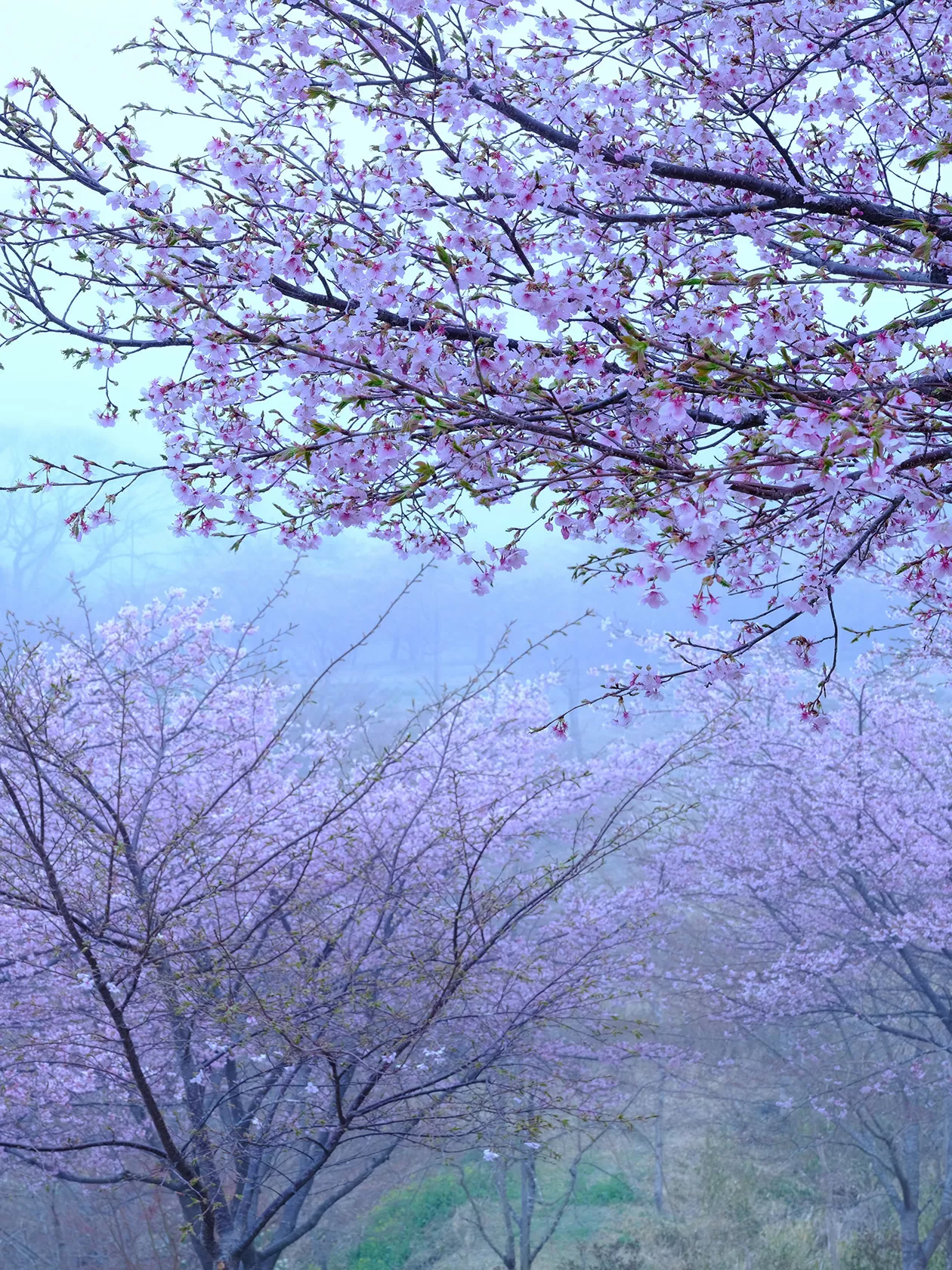 長湯温泉 しだれ桜の里（大分県竹田市直入町）