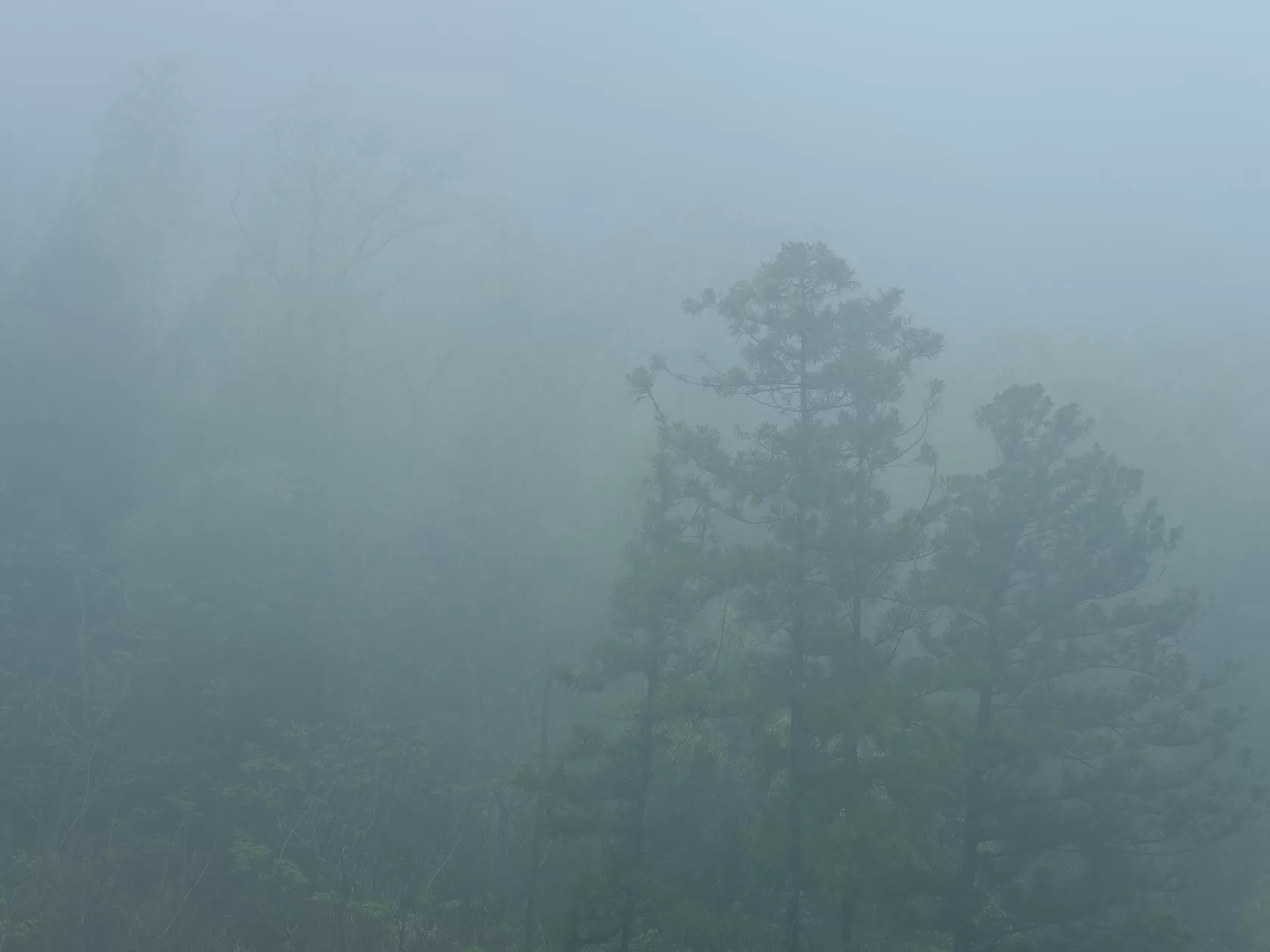 春霞の森（杵築市山香町）