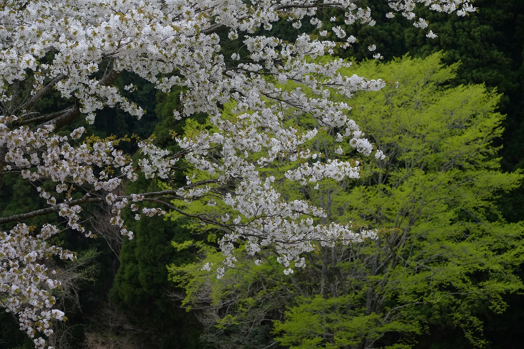 湯布院町の桜（大分県由布市湯布院町）