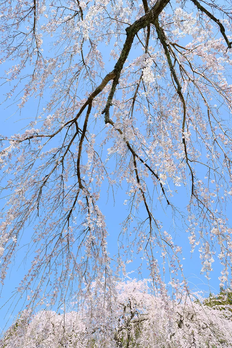 真浄寺のしだれ桜（中津市山国町）