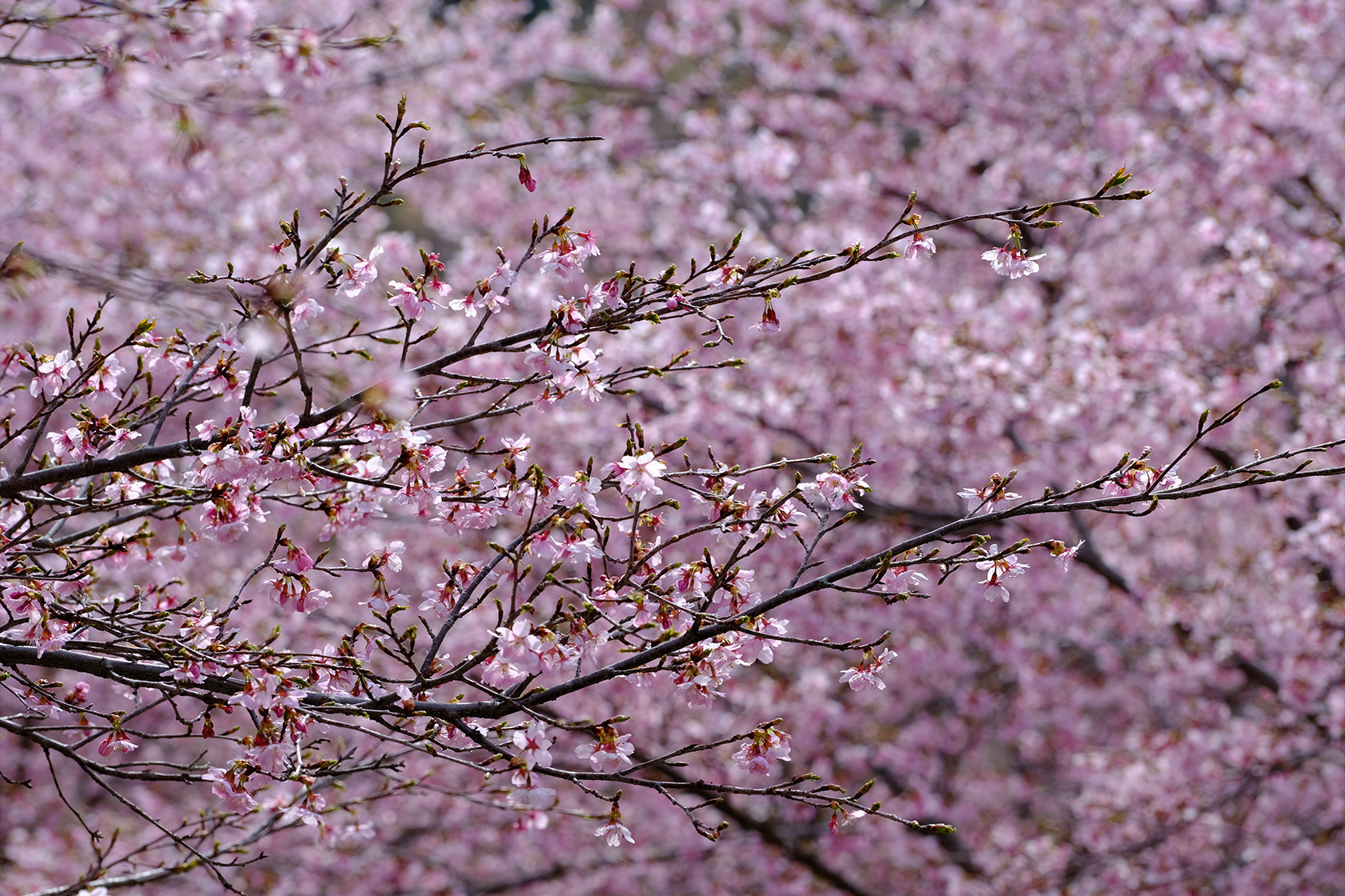 相原正明フォトエッセイ　テーマ「春の彩り Spring color」