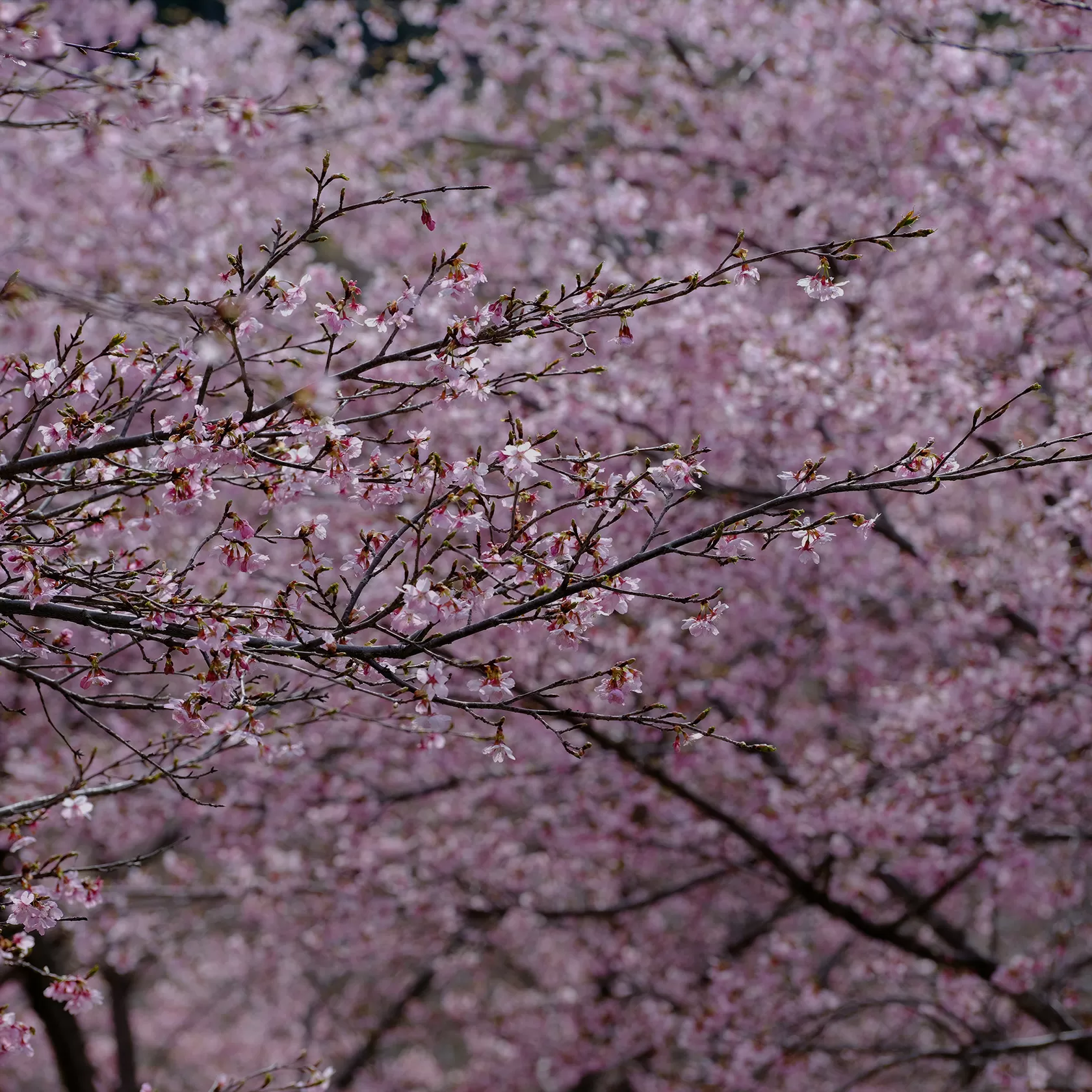 長湯温泉 しだれ桜の里（大分県竹田市直入町）