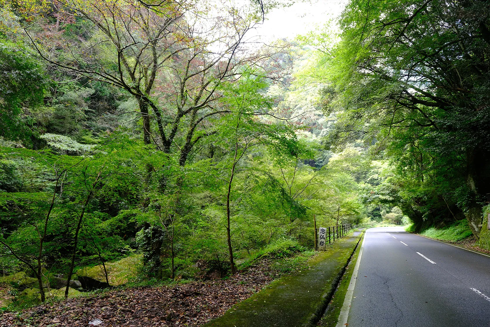 大分県道28号森耶馬溪線・一目八景付近