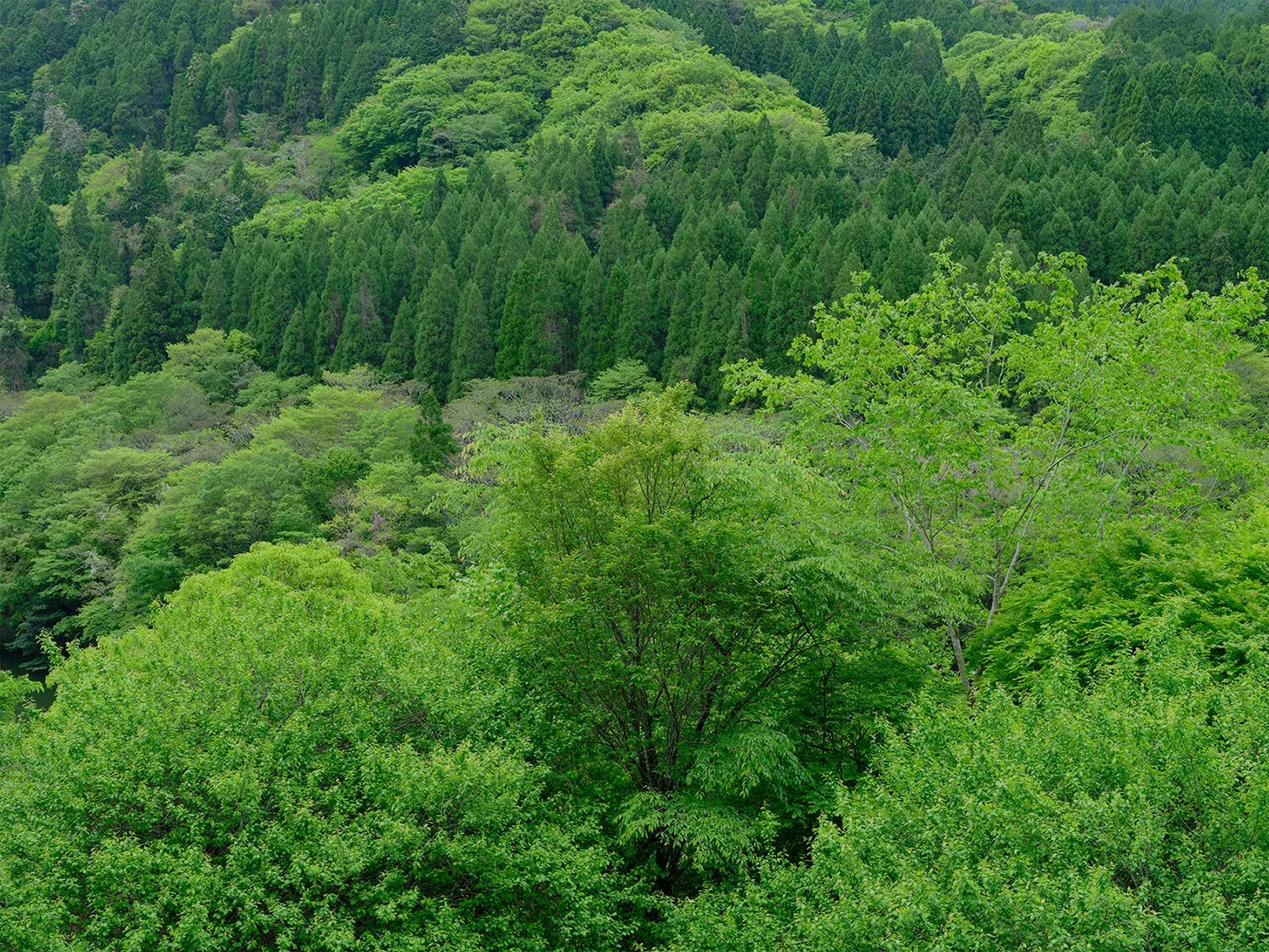 耶馬渓（やばけい）ダム付近（中津市耶馬溪町）