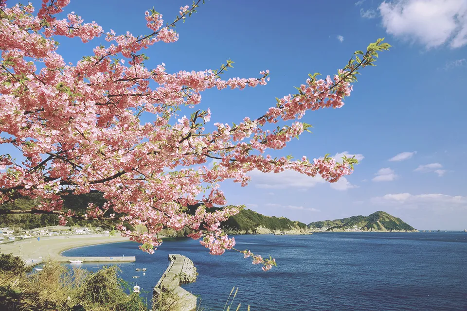 高台からの高浜海岸の眺め。春先には河津桜ごしの絶景となる（写真提供：津久見市観光協会）