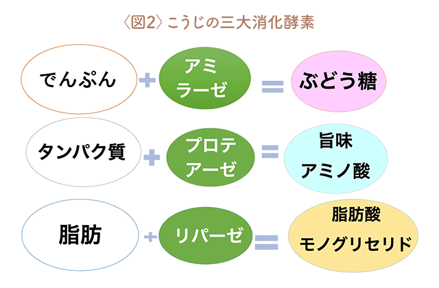 〈図2〉こうじの三大消化酵素