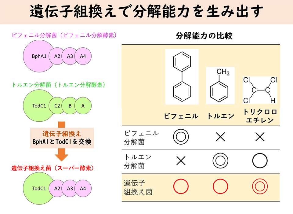 菌の遺伝子を組み換えて化学物質の分解力を生み出す