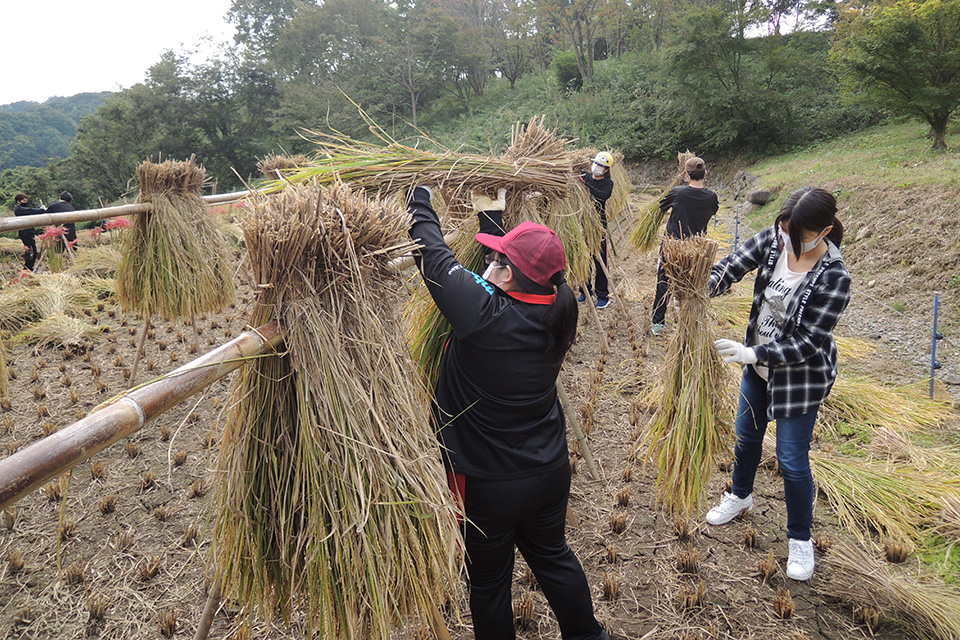 「別府大学夢米（ゆめ）棚田プロジェクト」で稲作に取り組む別府大学の学生たち