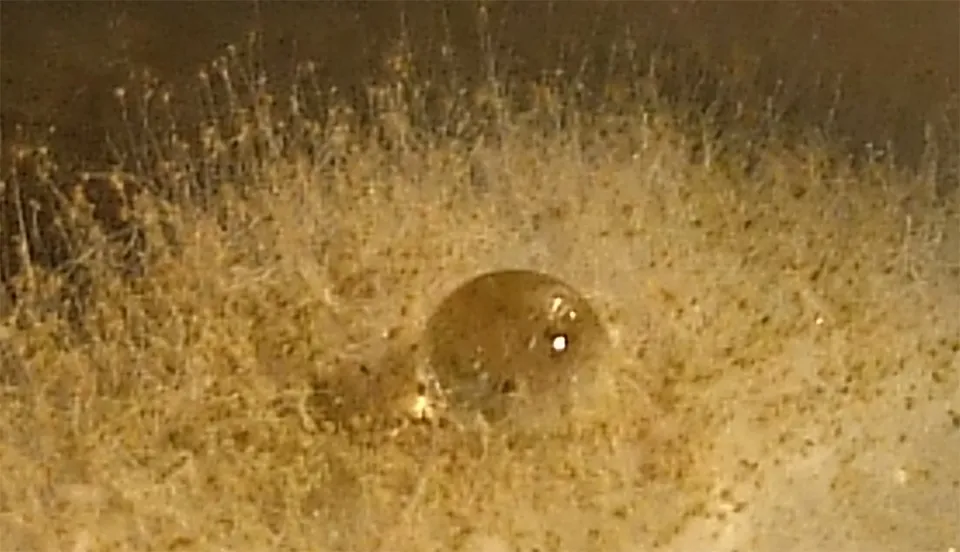 ハイドロフォービンの疎水層により水滴をはじく麹菌