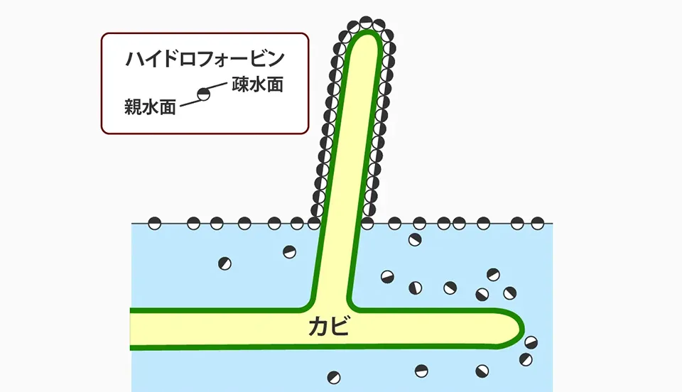 ハイドロフォービンによるカビの疎水層