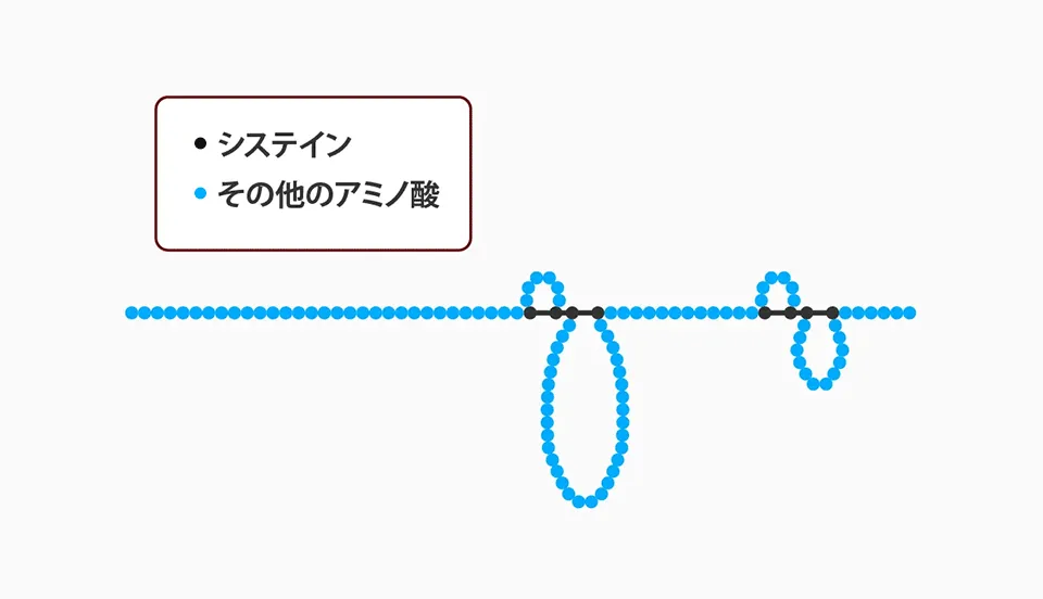 ハイドロフォービンのアミノ酸構造イメージ図