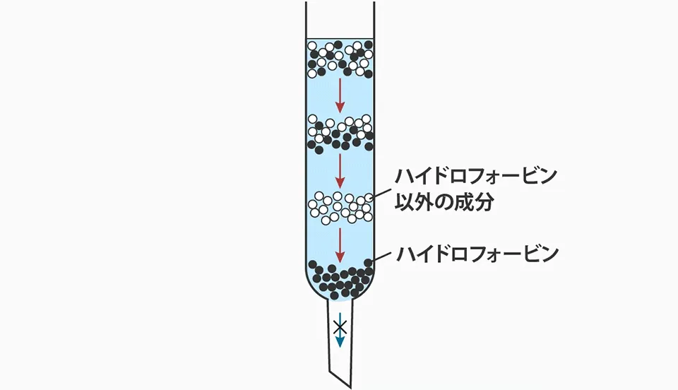 クロマトグラフィーでハイドロフォービンを分離しようとすると、吸着して取り出すことができない
