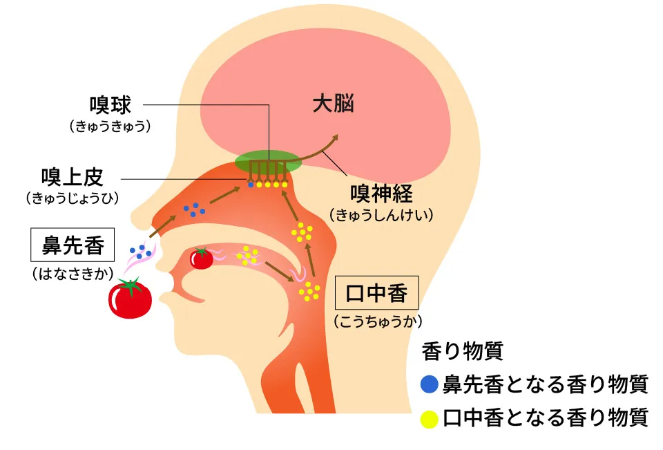 香りを感じる「嗅覚（きゅうかく）」において、香り物質が嗅上皮（嗅覚を司る組織）に届くまでの流れ。食べ物を口に入れる前に鼻腔（びくう）から入る香り物質で感じる鼻先香と、口に入れた後に呼気で口腔内から鼻腔の嗅上皮に逆流すると感じる口中香の2種類がある