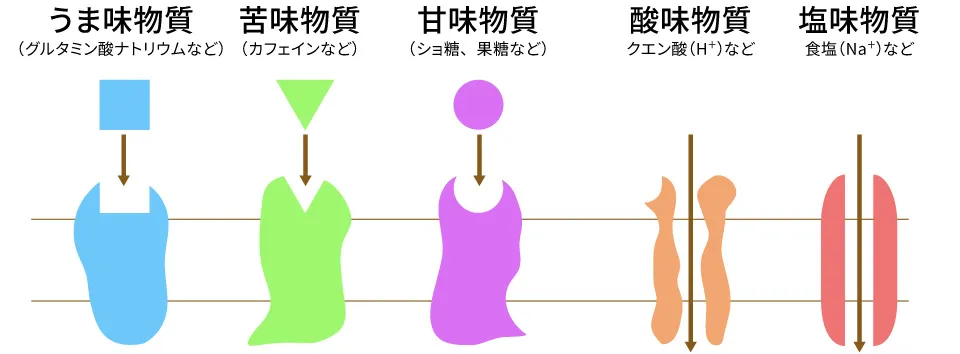 味細胞の先端部分には5種類の味物質と結合する受容体がある。図は、それぞれの基本味の味物質と受容体の関係を示している