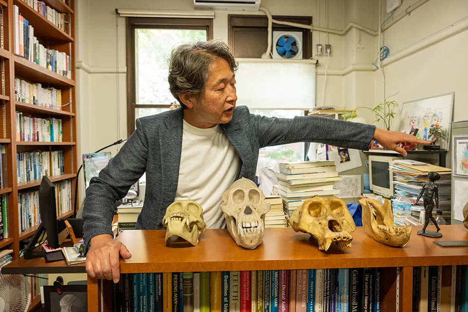太田研究室にて。書棚の上には、向かって左からチンパンジー、オランウータン、ゴリラの頭蓋骨が並び、一番右はゴリラの下顎骨