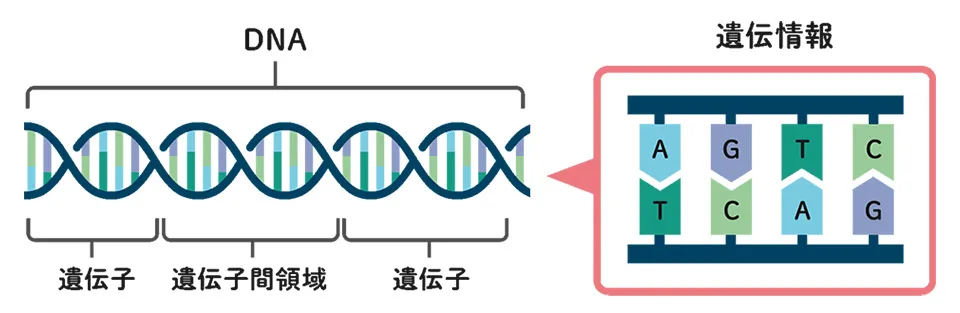 画像提供：国立研究開発法人国立がん研究センター がんゲノム情報管理センター（C-CAT）