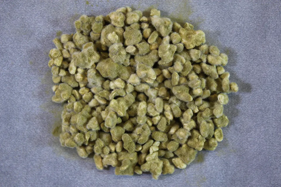 黄麹菌を生やした米麹（写真提供：独立行政法人酒類総合研究所）