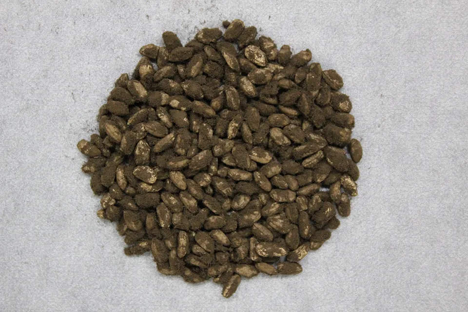 黒麹菌を生やした米麹。すすのような黒い胞子がつくり手たちを悩ませた（写真提供：独立行政法人酒類総合研究所）