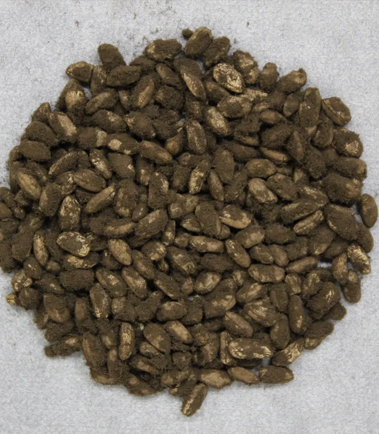 本格焼酎のつくり方：「一麹」後編～本格焼酎の救世主となった黒麹菌・白麹菌