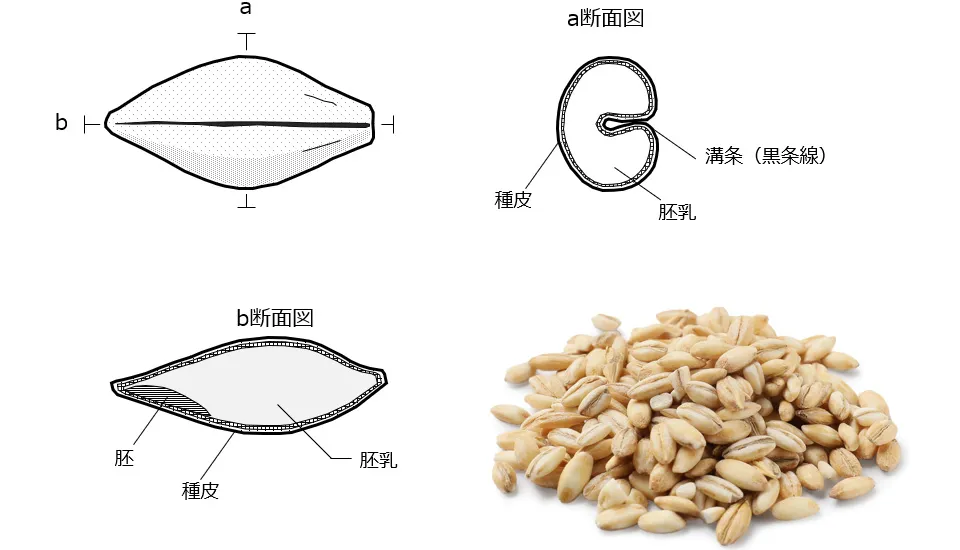 大麦の断面図。麦粒の真ん中に「黒条線」と呼ばれる溝があるため、米よりも精白が難しい