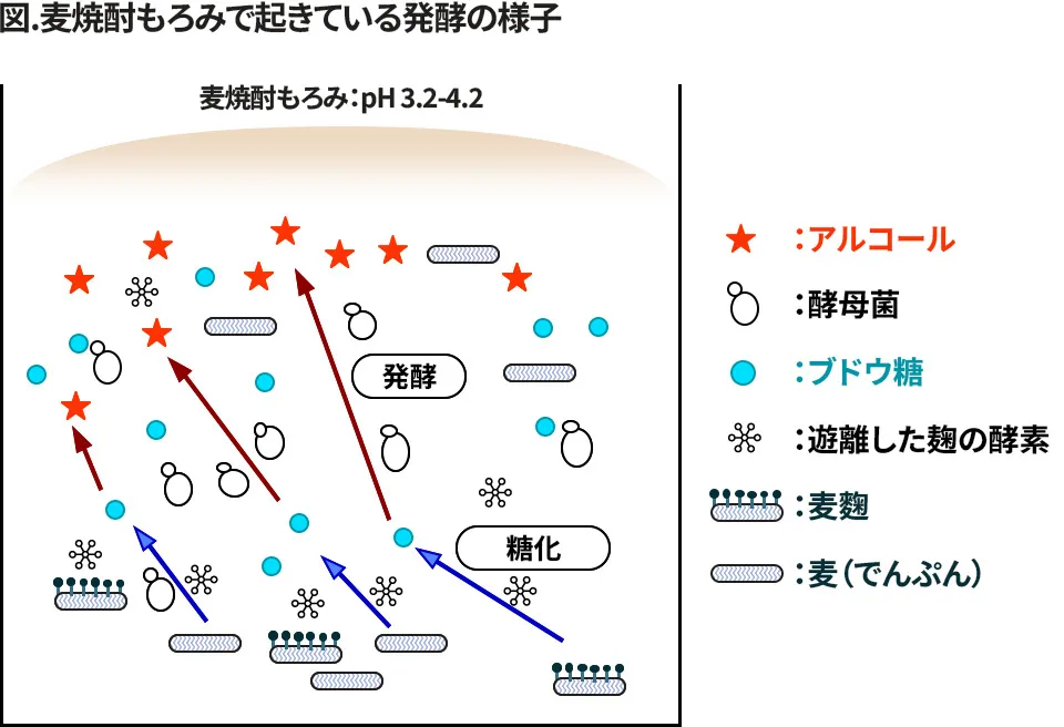 図.麦焼酎もろみで起きている発酵の様子（作：下田雅彦）