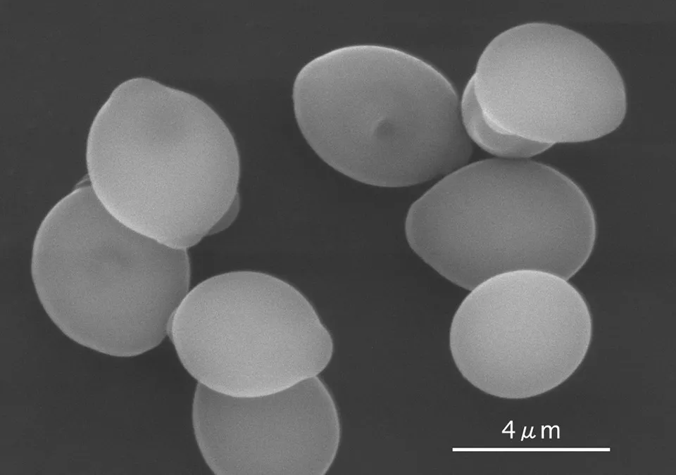 酵母の拡大写真（写真提供：独立行政法人酒類総合研究所）