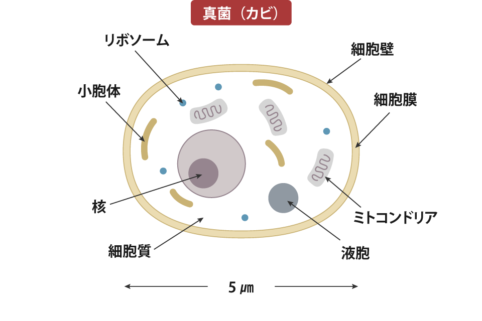 ヒトの細胞に近しい構造を持つ「真菌（カビ）」