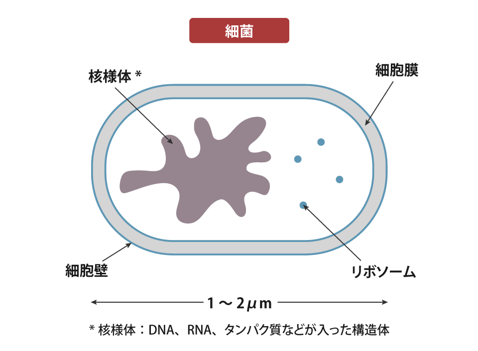 「細菌」のサイズは「真菌（カビ）」より小さくシンプルな構造