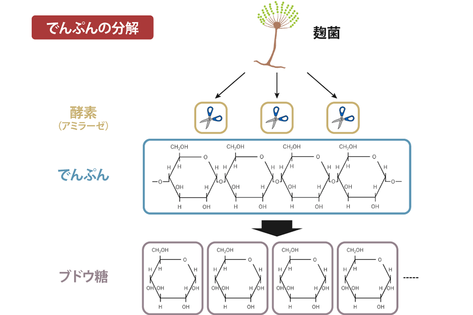 でんぷんの分解図