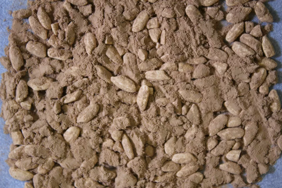 白麹菌を蒸した米に生育させた白麹（写真提供：独立行政法人酒類総合研究所）