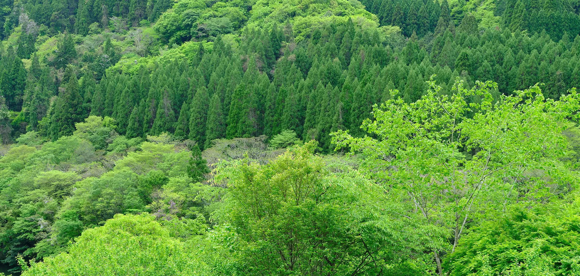 テーマ／新緑　Spring Verdure