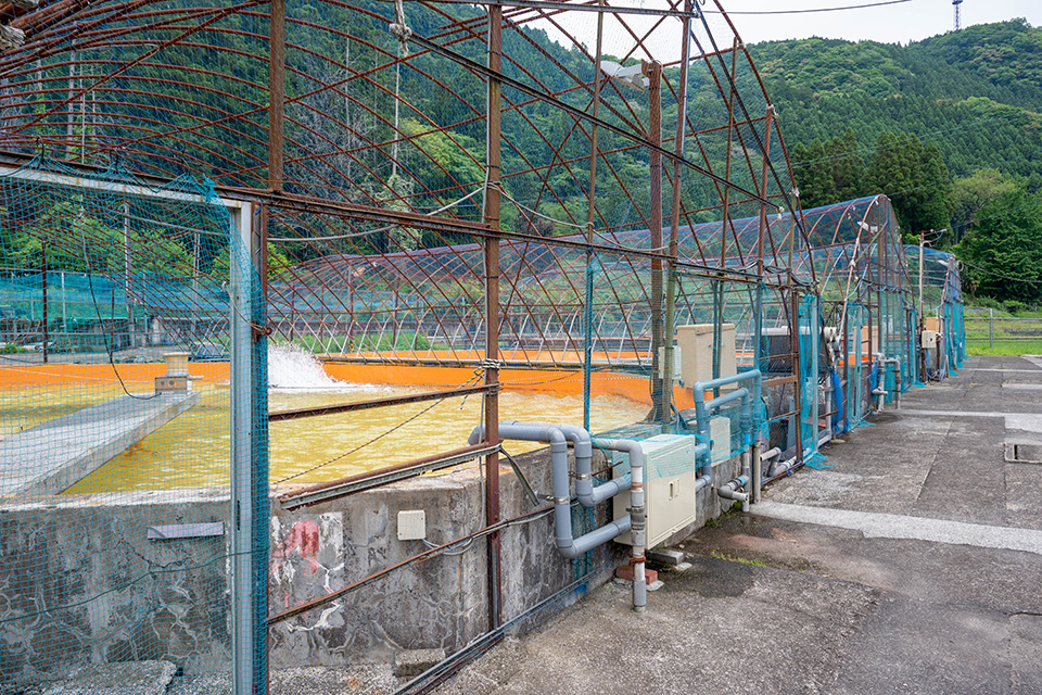 アユやウナギの稚魚（種苗）を育てる「日田漁協大山中間種苗センター」の養魚場