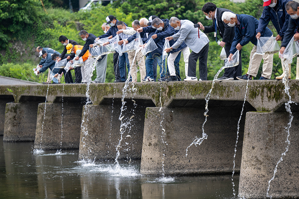 魚霊祭の一環として行われた日田漁協の組合員の手で三隈川の沈下橋からアユの放流