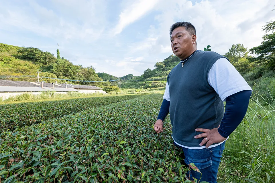 耶馬渓の山間地に広がる川谷園の茶畑（茶の樹木のオフシーズンの9月に撮影）