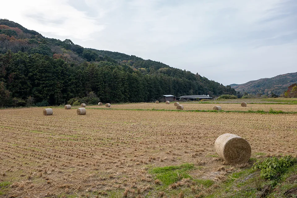 パン工房「HIBINO」の前に広がる麦の畑（筒状のものは刈った麦の茎をまとめたもの）