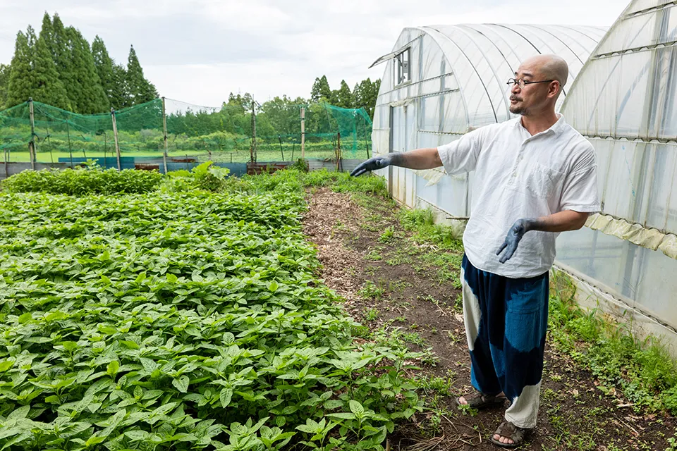 工房から車で5分ほどのところにある藍の畑。現在は1年のうちに種を植える土地は全体の1/3のエリアだけだが、原料1年分は十分に収穫できるという