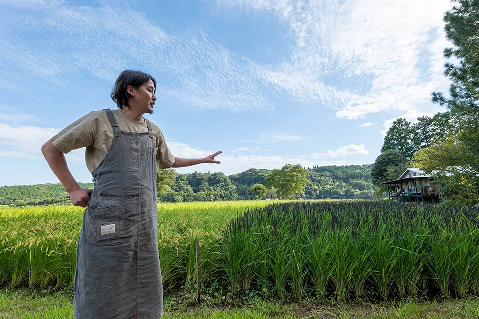 松本さんが育てている田んぼ。自宅では自分で育てたお米を食べる
